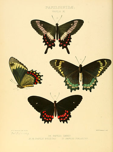 Parides phalaecus